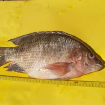 Tilapia اسمااك البلطي