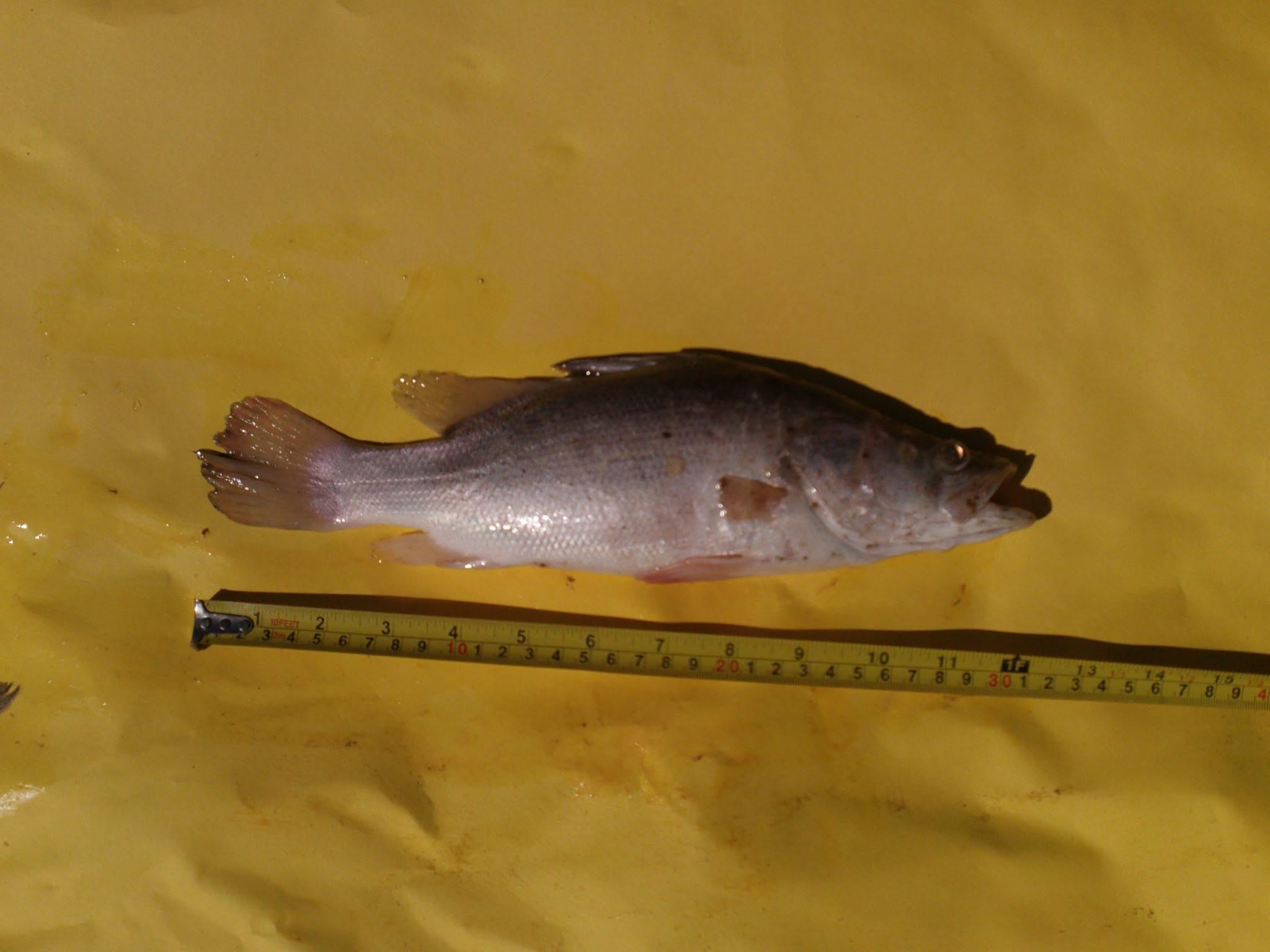 Nile Perch اسماك العجل