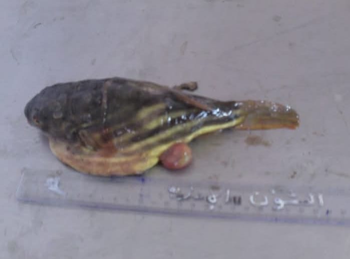 Nile pufferfish التامبيره
